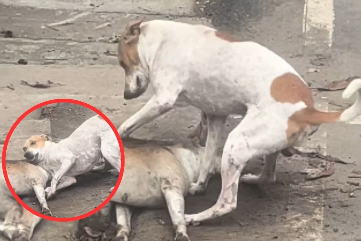 Viral Video : उठ जा दोस्त, मरे हुए कुत्ते को उठाता दूसरा कुत्ता, वीडियो देख आ जाएंगे आंसू