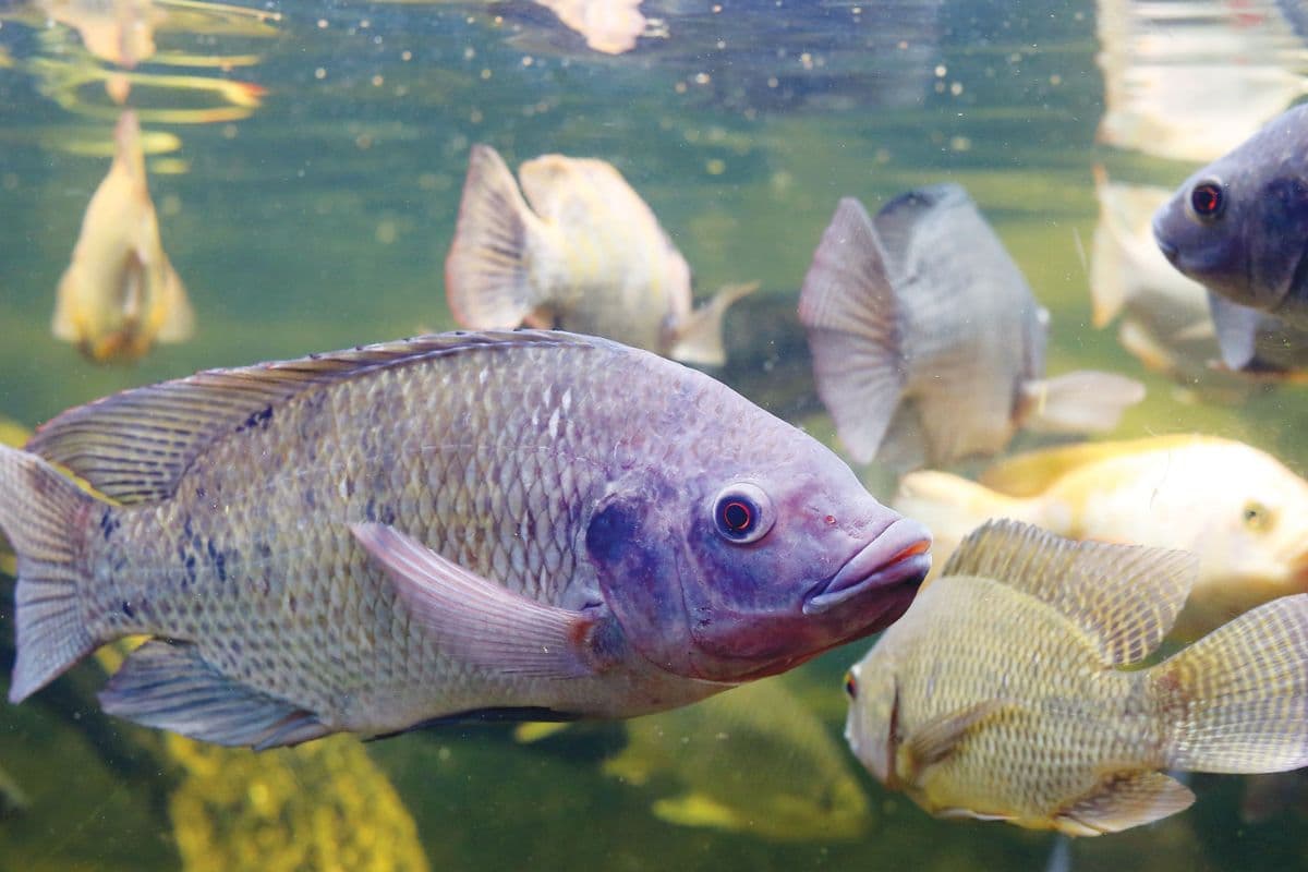 बिहार में मछली पालन से किसानों की बढ़ेगी आय, राज्य सरकार देगी फ्री ट्रेनिंग