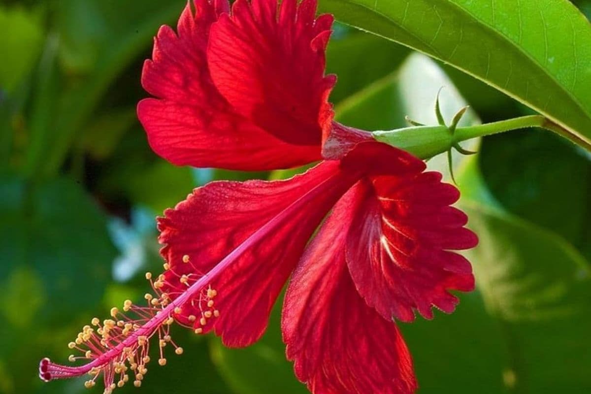 Ganesh Chaturthi Special Flower