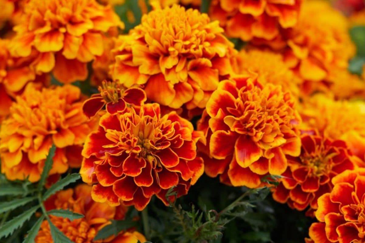 Ganesh Chaturthi Special Flower