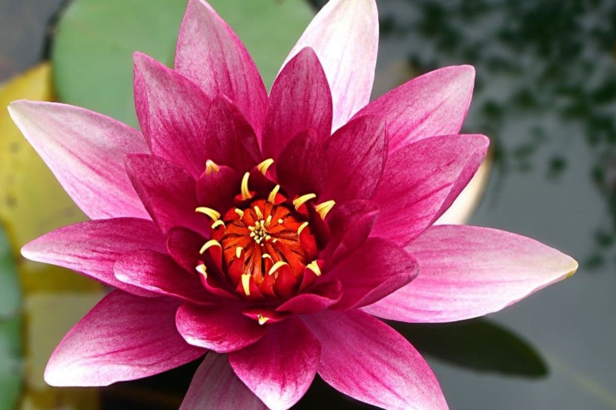 Ganesh Chaturthi Special 