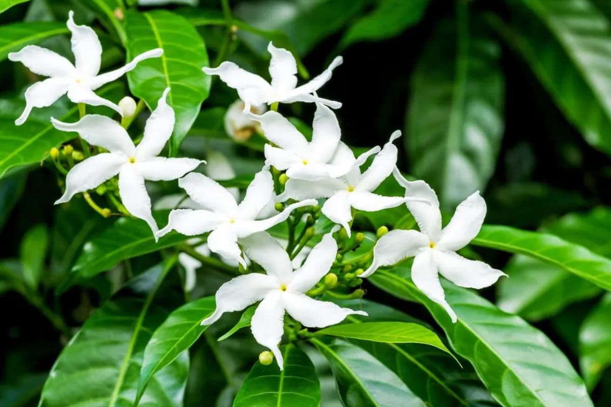 Ganesh Chaturthi Special 