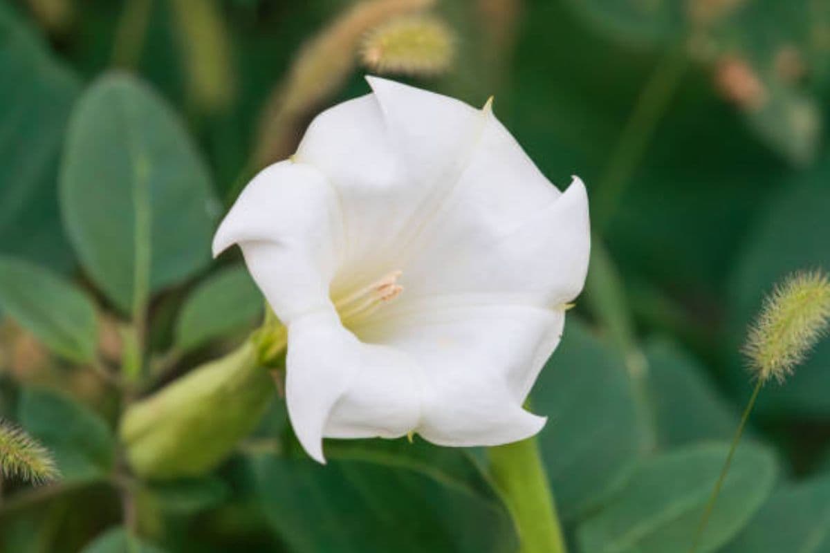 Ganesh Chaturthi Special 