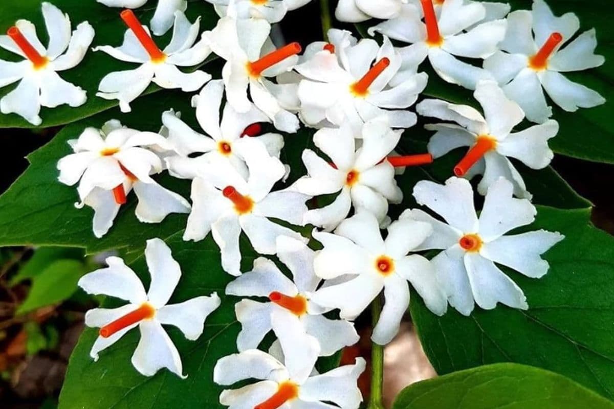 Ganesh Chaturthi Special 