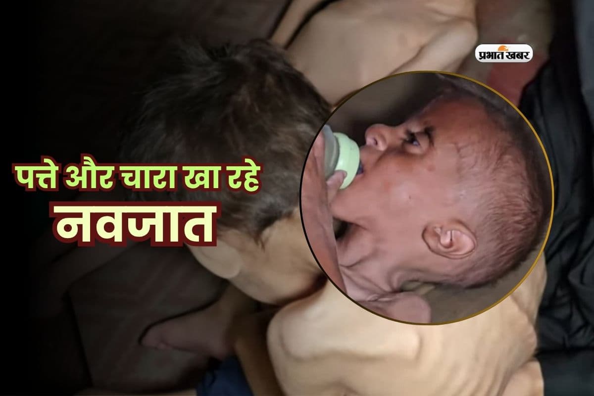 पत्ते और चारा खा रहे नवजात, मासूमों की मौत से कराह रही गाजा की जमीन