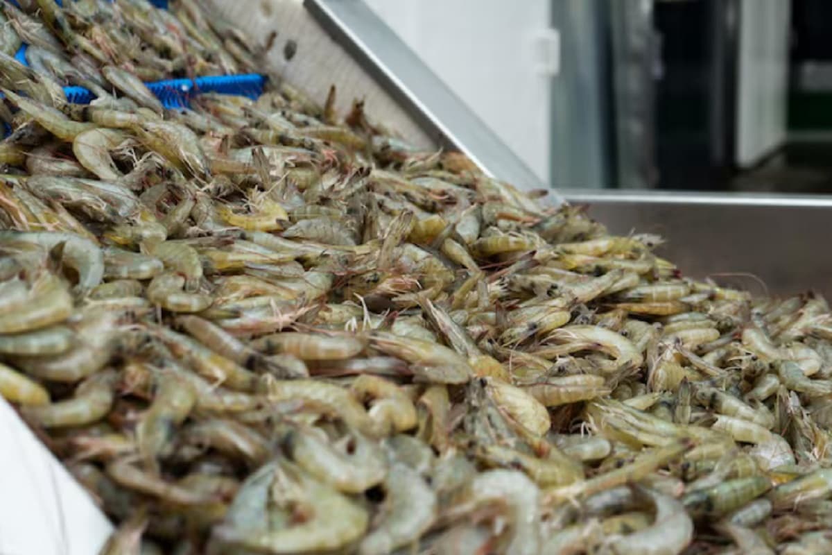 अमेरिका में किस भाव बिक रहा भारत का झींगा, पढ़ें देसी-विदेशी मीडिया की रिपोर्ट