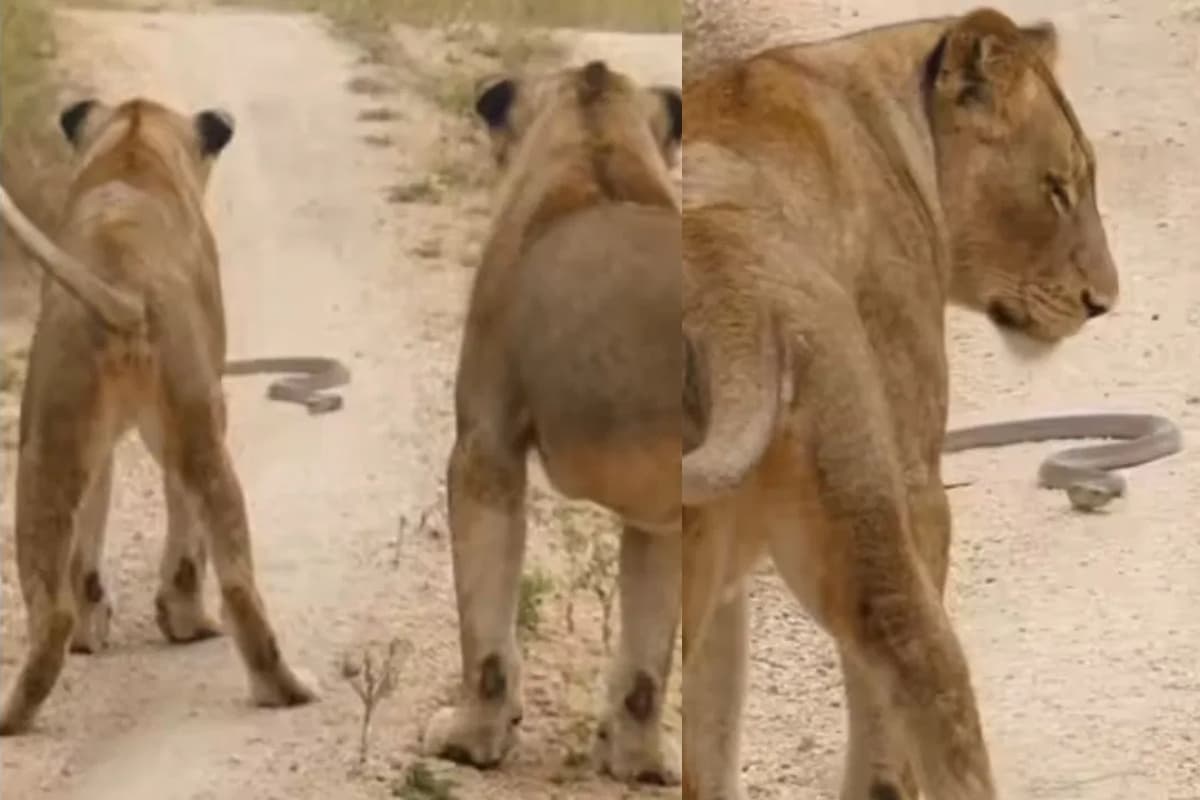 Viral Video: शेरों के सामने अचानक आ गया कोबरा, फिर हुआ ऐसा ट्विस्ट जिसे देख सब रह गए हैरान