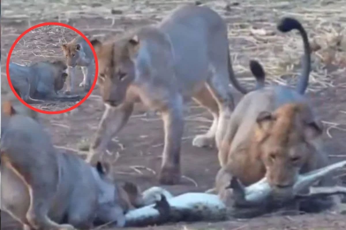 Viral Video : शेरों के बीच फंस गया मगरमच्छ, इसके बाद जो हुआ उसे देख हैरान हो जाएंगे आप