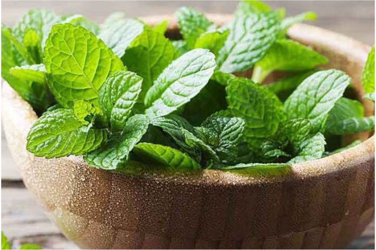 Mint Leaves For Dark Circles: अगर आपको भी चाहिए खूबसूरत आंखें तो ट्राय करे ये ब्यूटी हैक्स