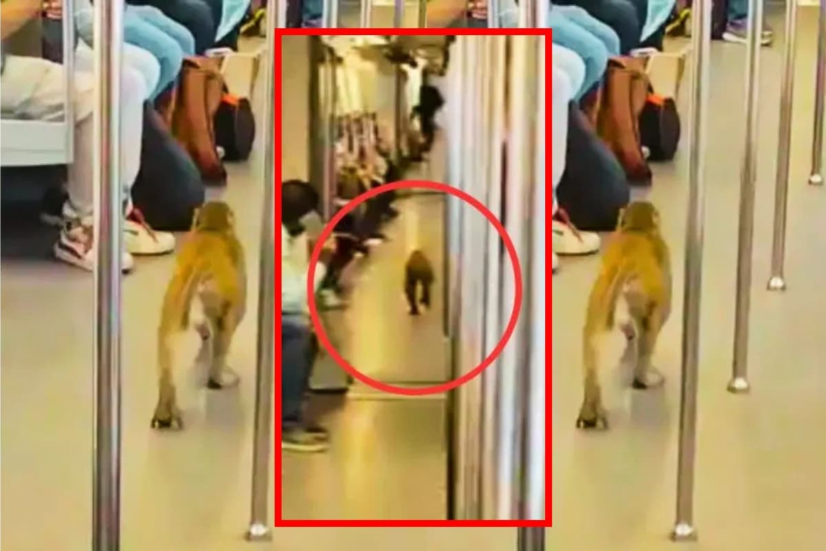 Monkey In Metro: दिल्ली मेट्रो में बंदर की मस्ती, यात्रियों की सांसें अटकीं, वीडियो वायरल