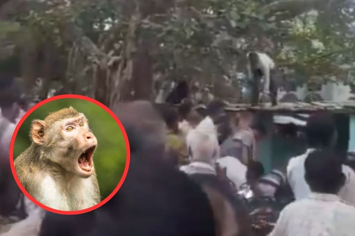 Viral Video : पेड़ पर चढ़कर बंदर 500 रुपये के नोट गिराने लगा, लूटने के लिए दौड़े लोग