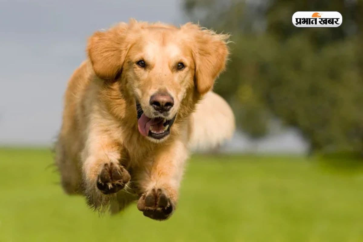 Most Dogs in World: सबसे ज्यादा कुत्ते किस देश में हैं? देखें भारत की रैंक