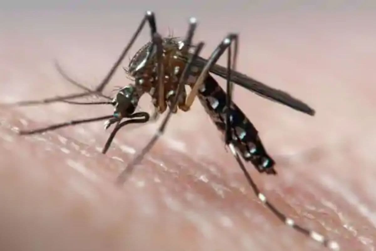 Patna News: पटना में तेजी से पैर फैला रहा डेंगू, पिछले 48 घंटे में मिले इतने मरीज