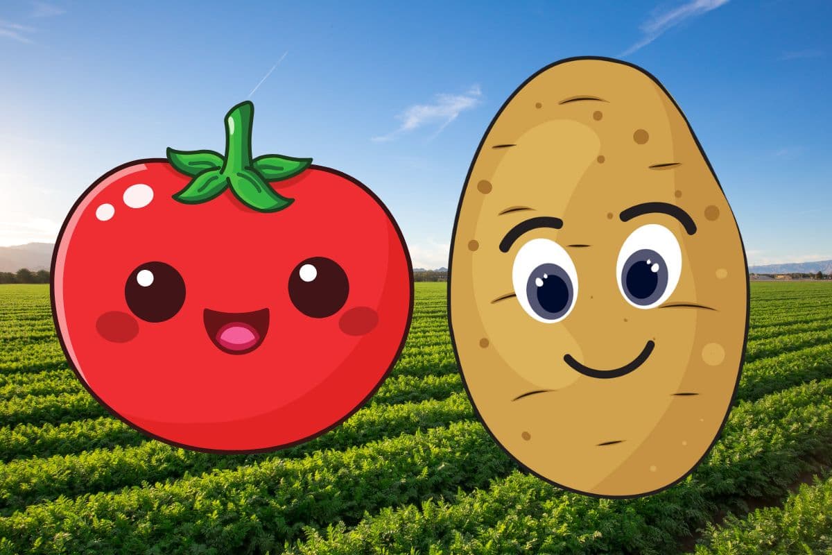 एक ही घर के हैं आलू-टमाटर! पहले किसका हुआ जन्म? Etuberosum हैं पापा, तो मम्मी कौन?