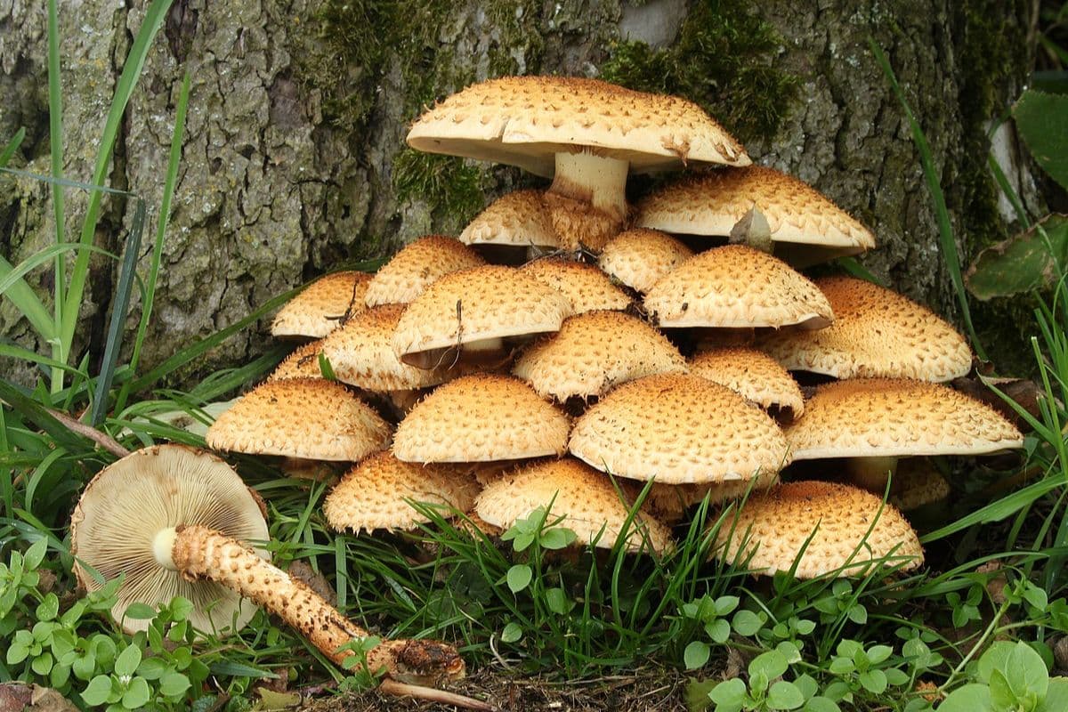 Mushroom During Monsoon:  मानसून में खाते हैं मशरूम, तो इन बातों का जरूर रखें ध्यान