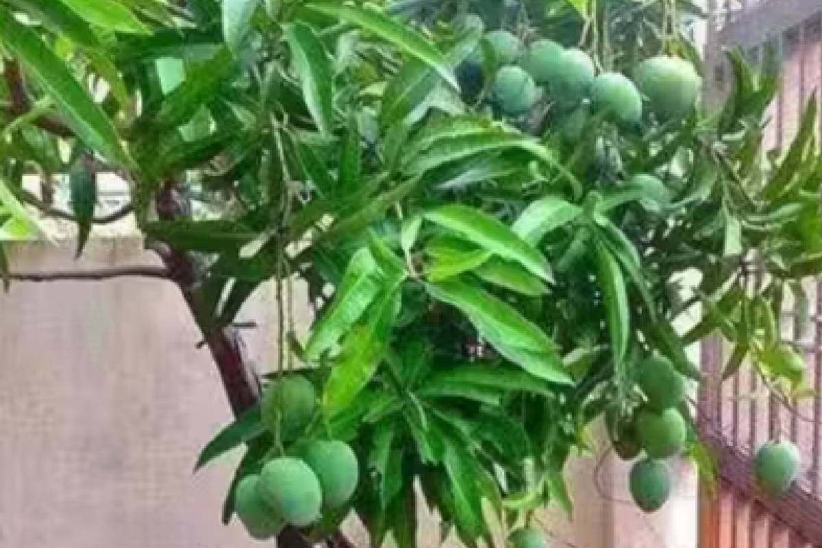 Sadabahar Aam : गजब! 5 फुट का पेड़, इसमें फलता है साल भर आम