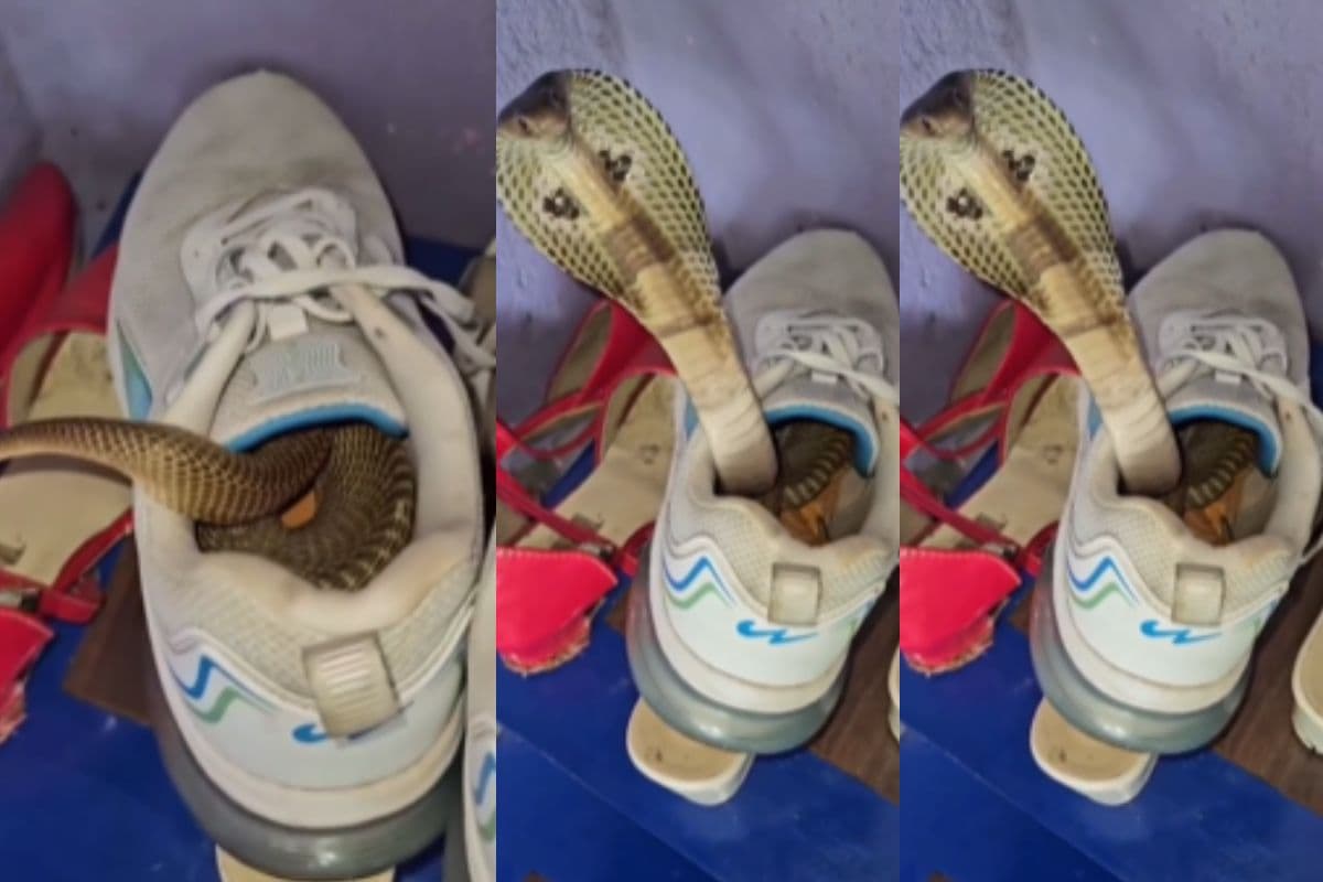 Viral Video: जूता पहनने गया था आदमी, अंदर छुपा था काला सांप, आगे जो हुआ देखकर खड़े हो जाएंगे रोंगटे
