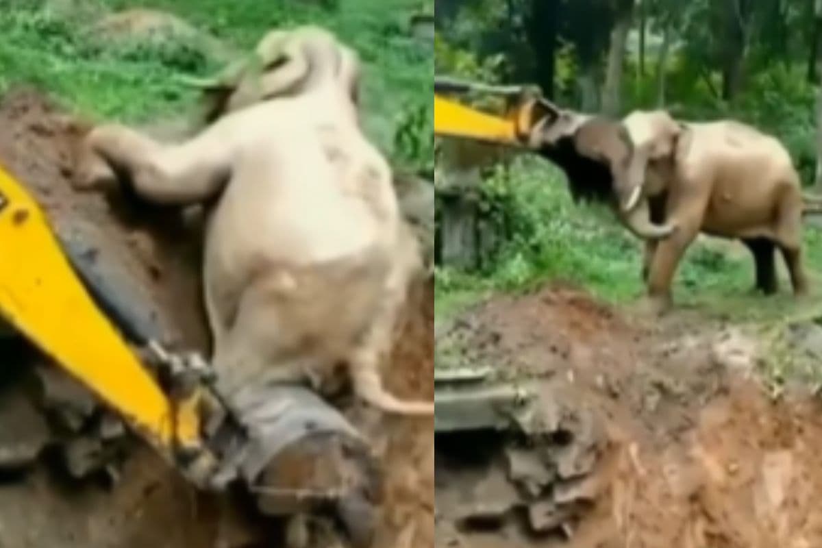 Viral Video: गड्ढे में गिरे नन्हें हाथी की मदद के लिए पहुंची JCB, बाहर निकलते ही गजराज ने कुछ यूं जताया आभार