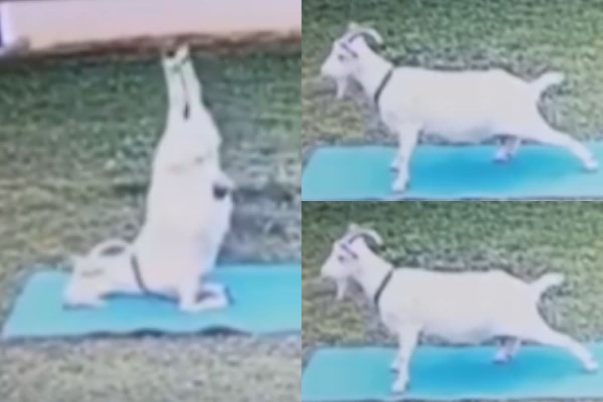 Viral Video: बकरी बनी योग गुरु, तरह-तरह के योगासन कर जीता लोगों का दिल