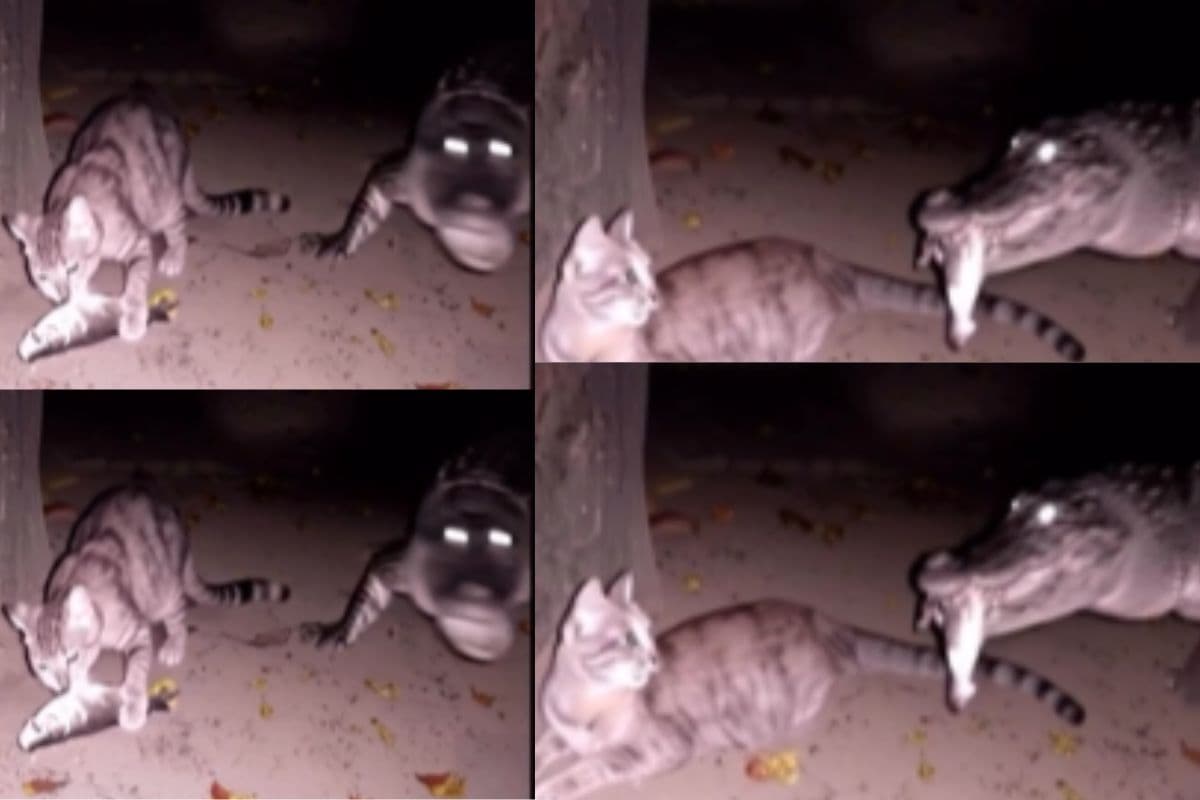 Viral Video: पेट नहीं भरा, जा मेरे लिए और मछली पकड़कर ला! मगरमच्छ को सेवक बनाकर काम करवाती दिखी बिल्ली