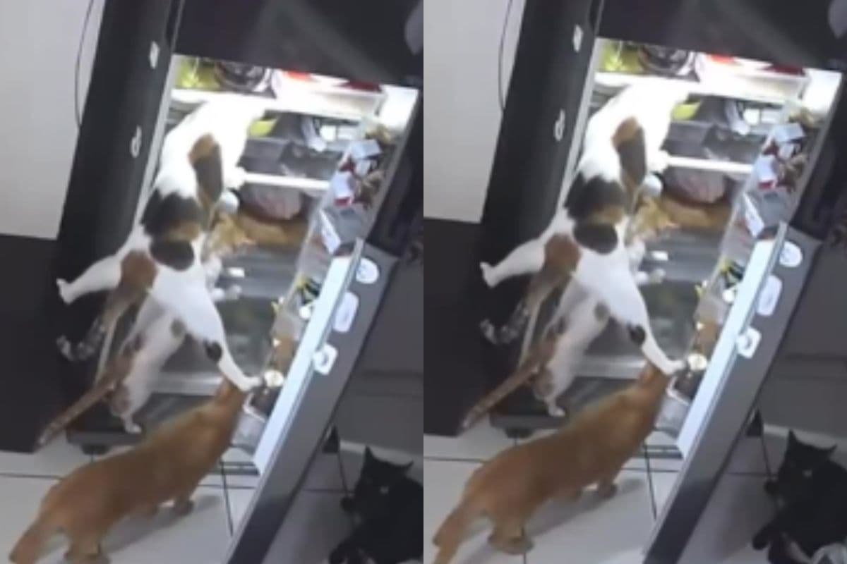 Viral Video: 'कैट गैंग' ने फ्रिज पर बोला धावा, चोरी का तरीका देखकर लोग रह गए दंग