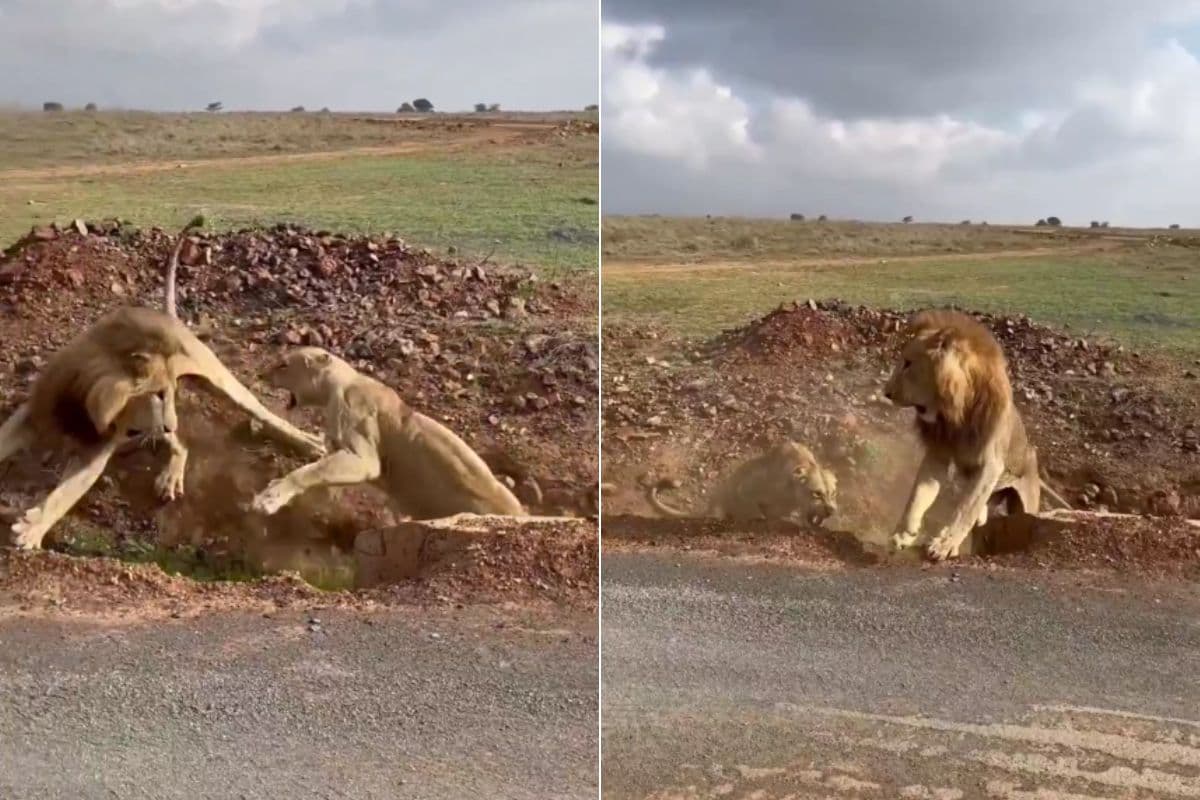 Sher Sherni Fight Viral Video