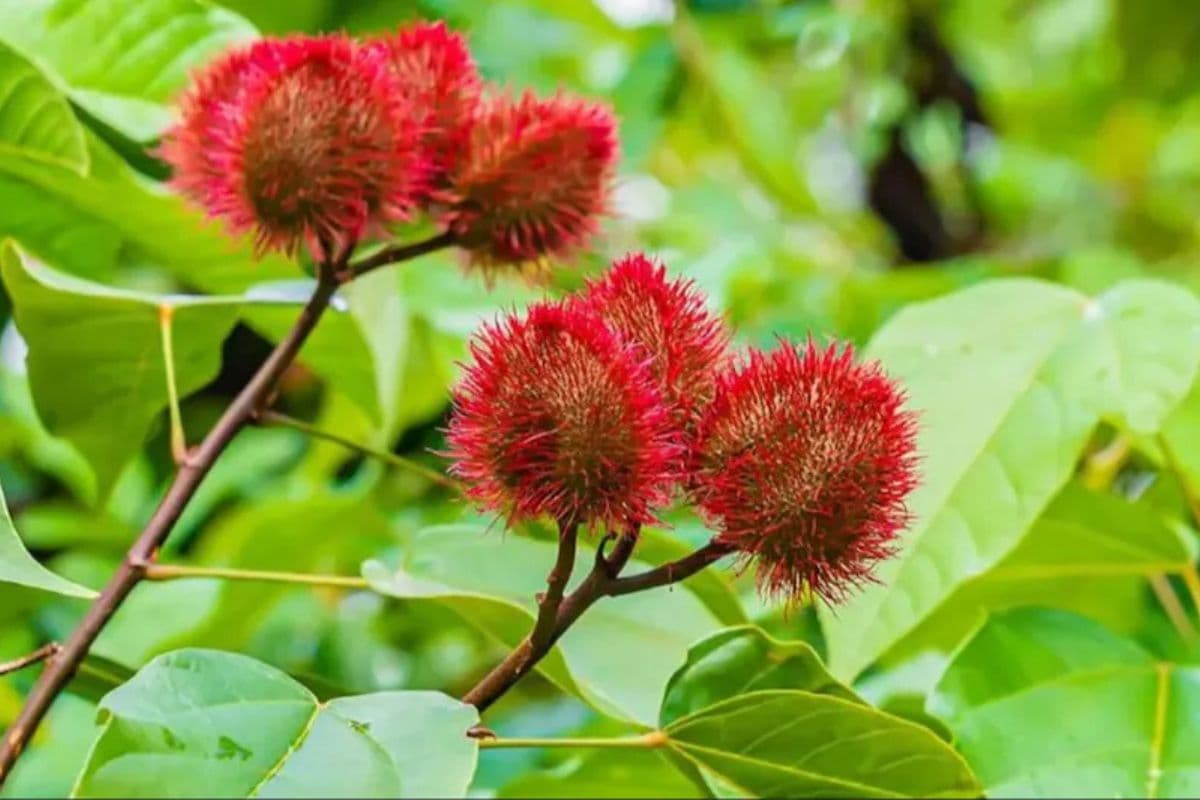 बिहार में सिंदूर की खेती से होगा जोरदार मुनाफा, इस यूनिवर्सिटी ने की विशेष तैयारी