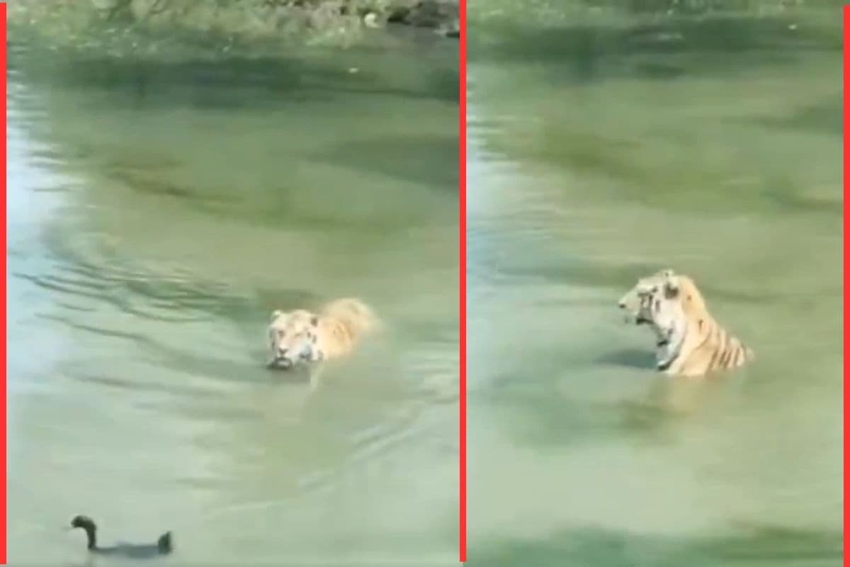 Viral Video: बत्तख की चालाकी, बाघ को बनाया उल्लू; वीडियो देख नहीं रुकेगी हंसी