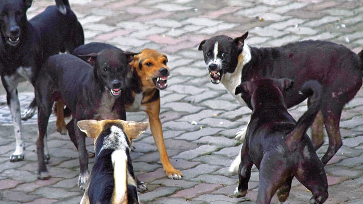 Bihar News: बिहार में हर महीने 27 हज़ार लोग हो रहे डॉग बाइट के शिकार,इन शहरों में सबसे ज्यादा मामले हुए दर्ज  