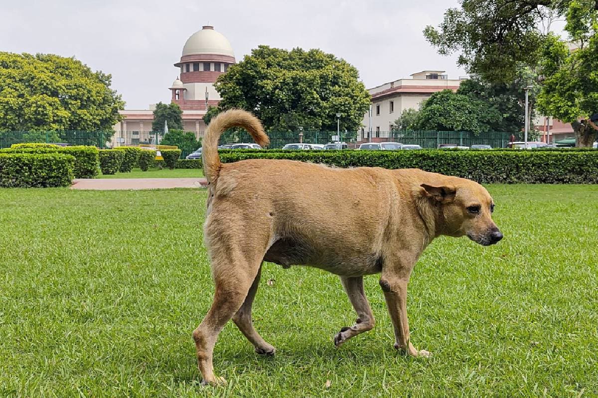 आवारा कुत्तों को नहीं भेजा जाएगा शेल्टर होम... सुप्रीम कोर्ट का बड़ा फैसला