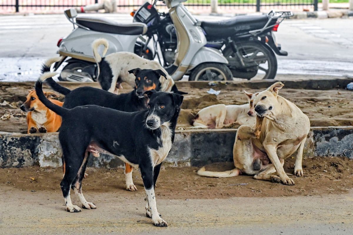 डॉग लवर्स को राहत की उम्मीद, CJI बी आर गवई बोले– 'ऑर्डर पर करूंगा गौर'