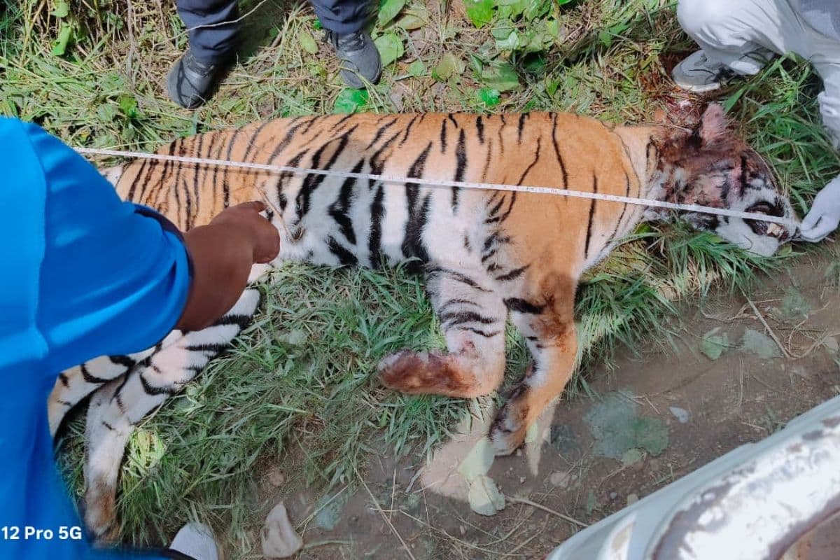 Bihar News: वर्चस्व की जंग में खत्म हुई बाघिन की जिंदगी, वन विभाग ने शुरू की जांच