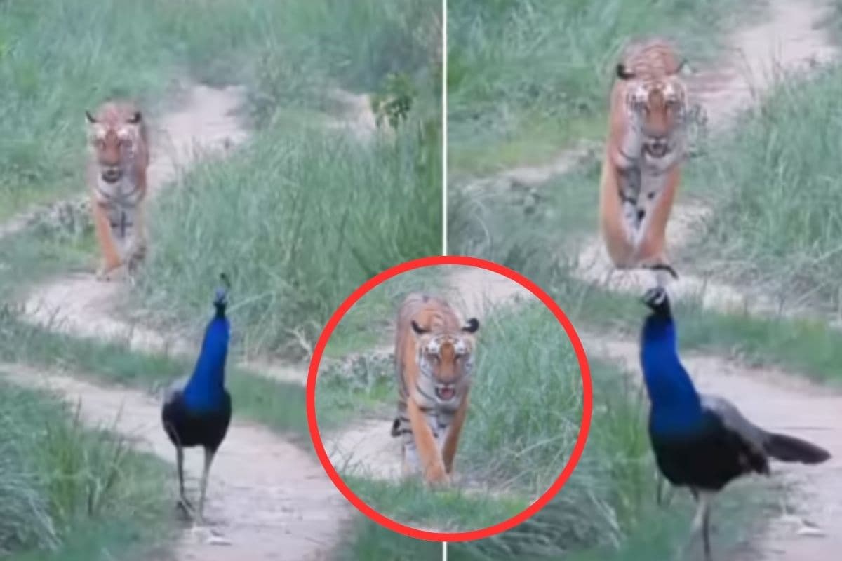 Viral Video : चुपचाप मोर के पीछे-पीछे चलने लगा बाघ फिर…