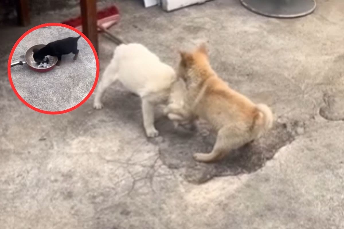 Viral Video: भोजन के लिए दो कुत्तों में चलता रहा भीषण युद्ध, तीसरे ने चट कर दी थाली, हंसना मना है!