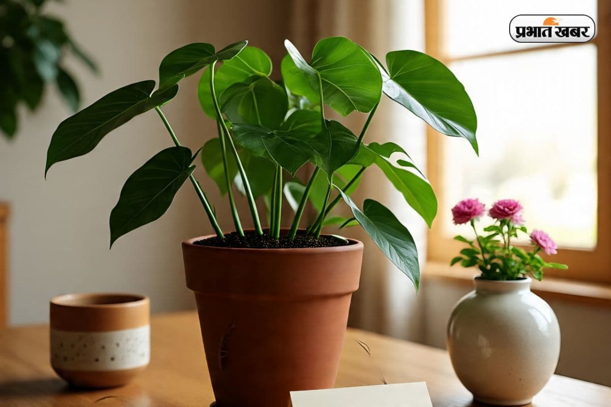 money plant care tips