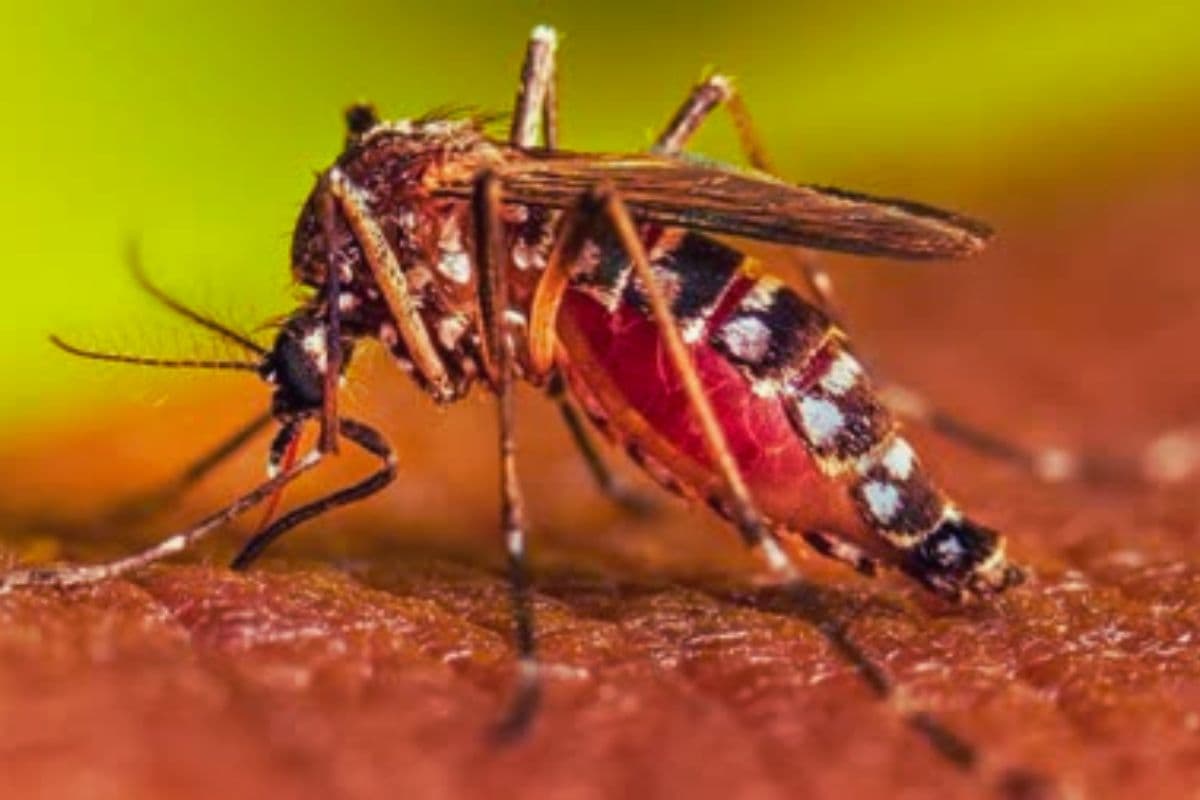 Dengue in Bihar 12 new cases