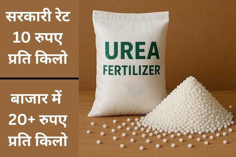 दुकान-दुकान भटक रहे किसान, नहीं मिल रही यूरिया, गुमला में 176363 हेक्टेयर में हो चुकी है धान की खेती