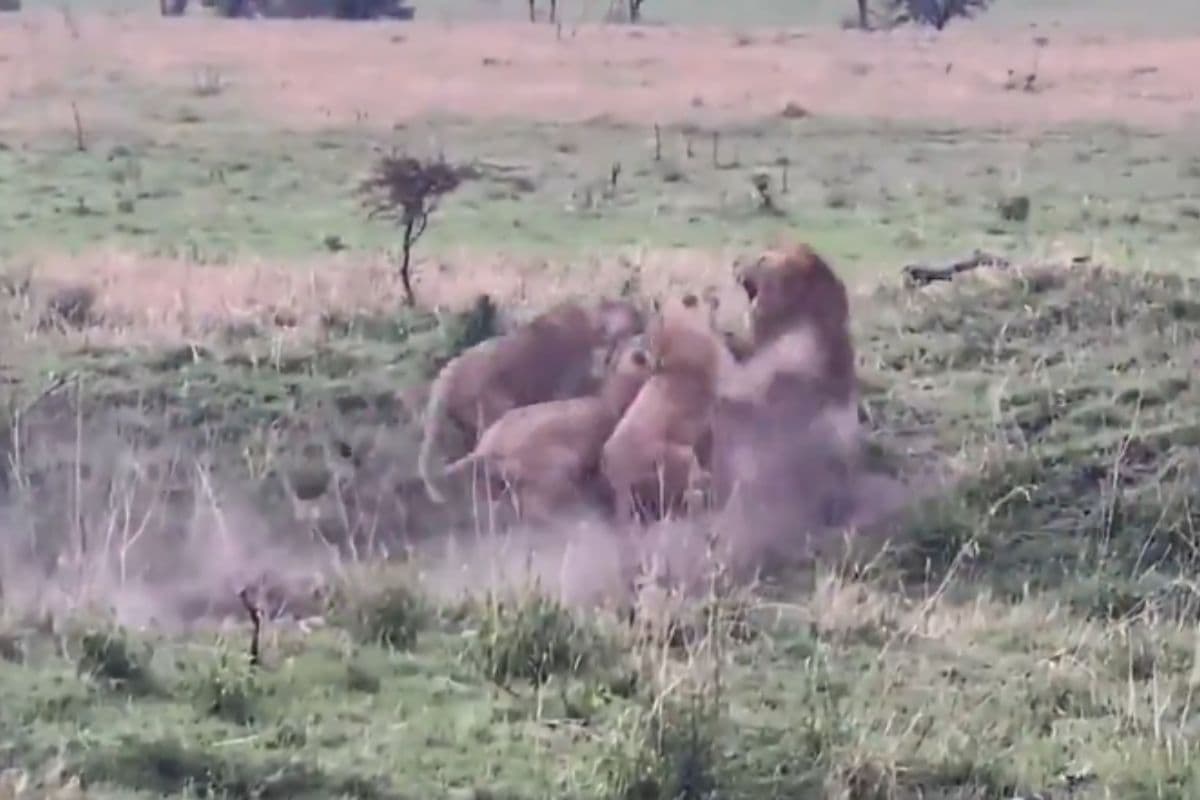 Viral Video: शेरनियों ने शेर को जमकर कूटा, जान बचाकर भागता नजर आया जंगल का राजा