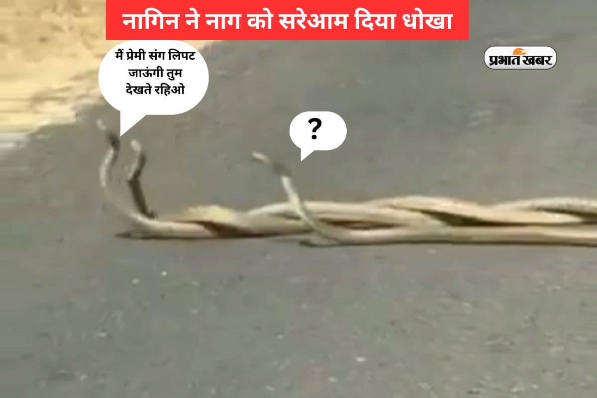 Viral Video: नाग को धोखा देकर प्रेमी संग लिपट गई नागिन, वीडियो देख निकल जाएंगे आंसू
