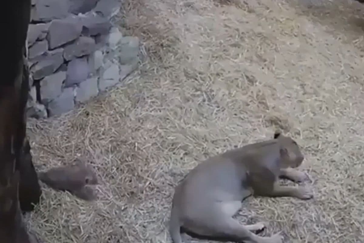 Viral Video: शेर के बच्चे भी कम शरारती नहीं होते, अपनी मां को 'छोटे नवाब' ने चौंका दिया, वीडियो हो रहा वायरल