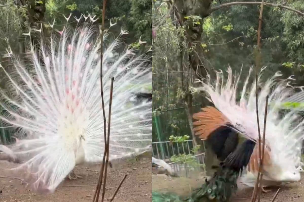 Viral Video: सफेद मयूर की सुंदरता से चिढ़ गया मोर, कर दी ऐसी हरकत, वायरल हो रहा वीडियो