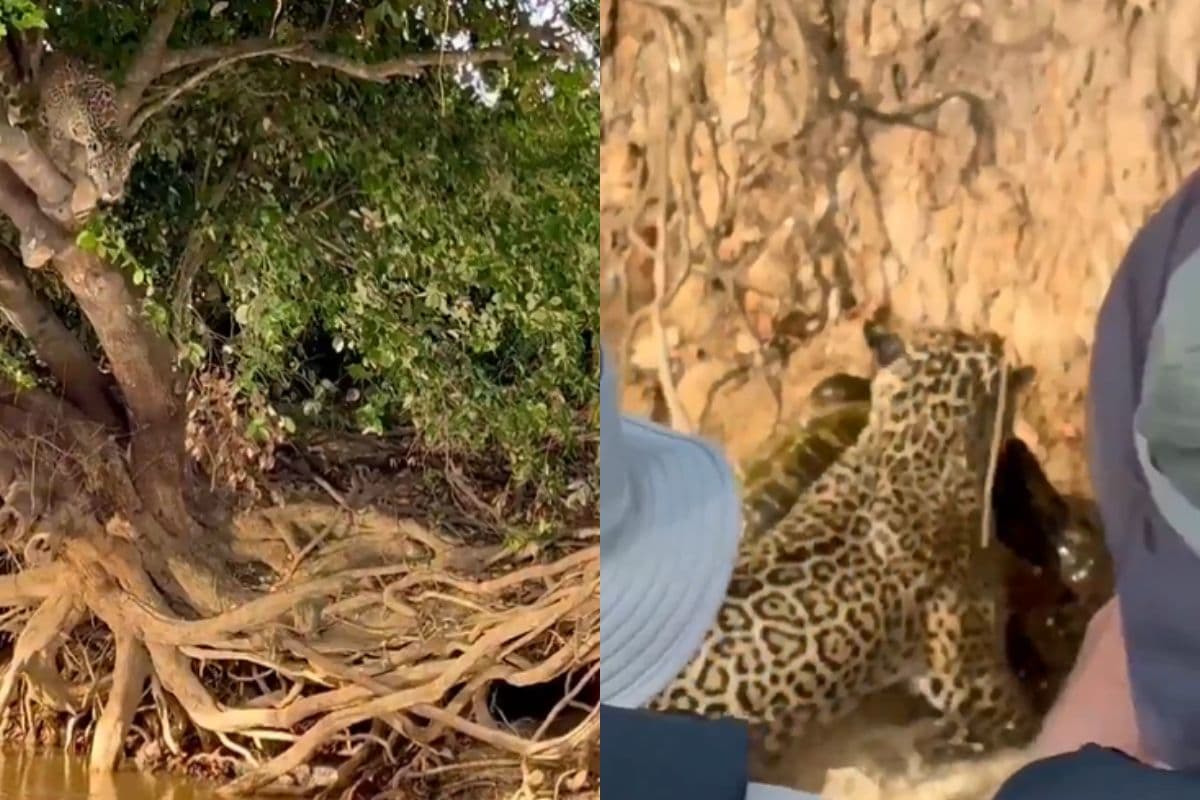 Viral Video: पेड़ से सीधा घड़ियाल पर तेंदुए ने मारी छलांग, जबड़ों में जकड़कर ले आया पानी से बाहर, वीडियो देखकर रह जाएंगे दंग