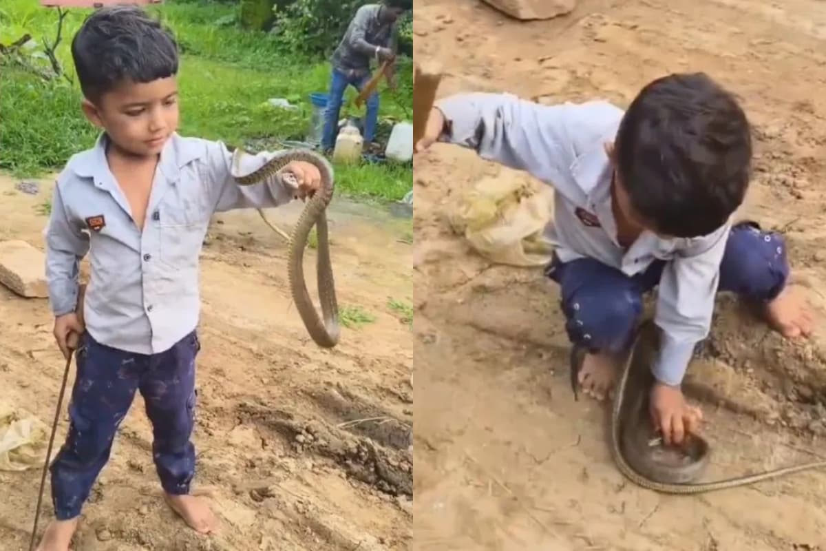 Viral Video: सांप पकड़ने में माहिर निकला छोटा बच्चा, देख कर होश न उड़े तो कहना