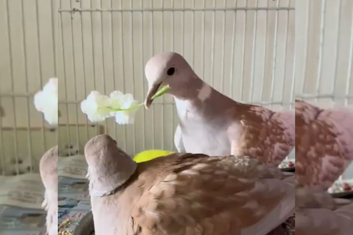 Viral Video: कबूतरी को कबूतर ने किया प्रपोज, फूल देकर किया मुहब्बत का इजहार, दिल को छू लेगा यह वीडियो