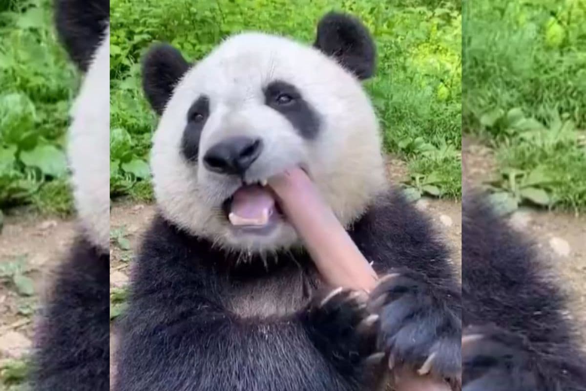 Viral Video: बांस को कच्चे केले की तरह खाने लगा पांडा, वीडियो देखकर फटी रह जाएंगी आंखें