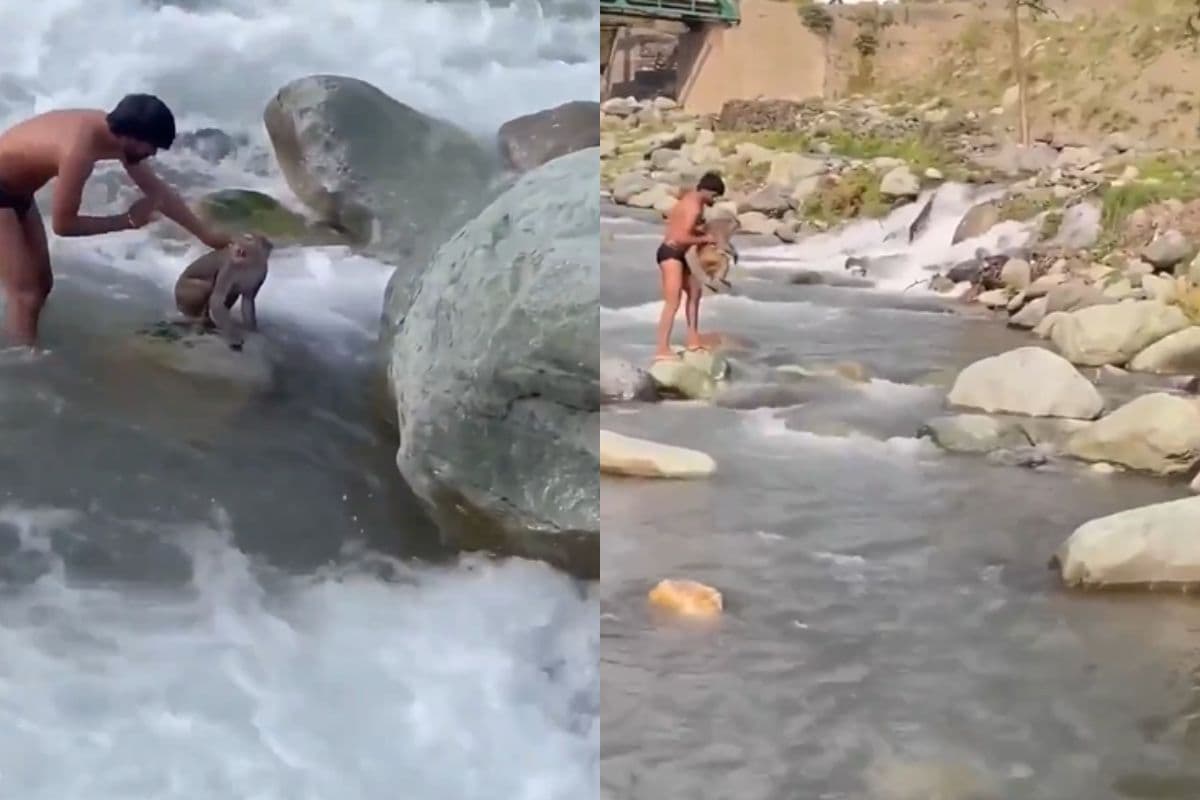 Viral Video: पानी में गिरकर मरने के कगार पर था बंदर, जान पर खेलकर शख्स ने बचाई जान, लोगों ने कहा रियल हीरो