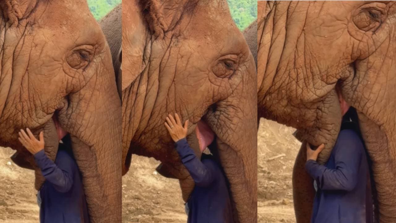 Viral Video: जब लोरी सुनते ही पिघला गजराज का दिल, केयर टेकर को सूंड से लपेटकर लगा लिया गले, देखें प्यारा वीडियो