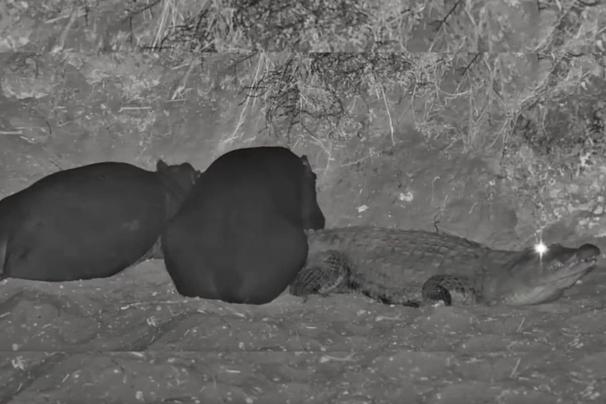 Viral Video: मगरमच्छ है या तकिया! वीडियो देखकर नहीं रुकेगी हंसी, सोशल मीडिया पर हो रहा वायरल