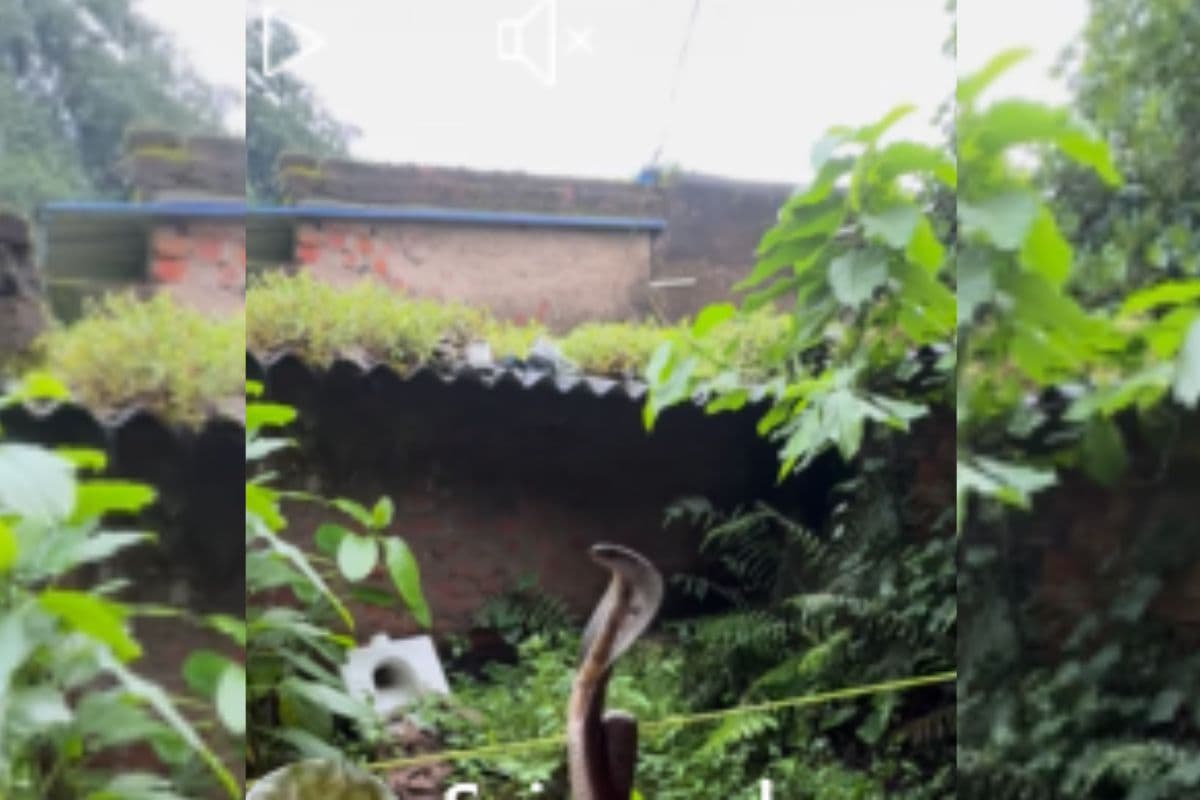 Viral Video: बाल-बाल बची जान, रस्सी पर झूलते सांप का बिजली की फुर्ती से हमला, वीडियो हो रहा वायरल