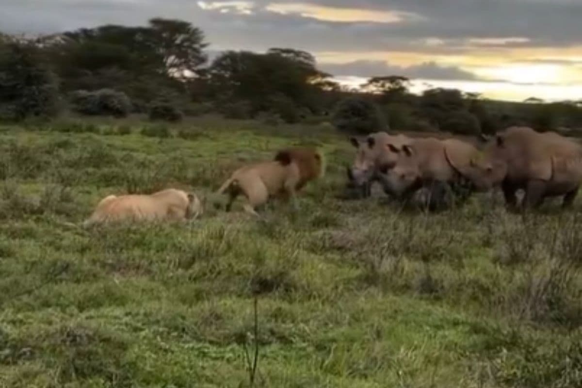 Viral Video: डर रही थी शेरनी, रक्षक बनकर सामने खड़ा हो गया शेर, दिल जीत लेगा यह वीडियो